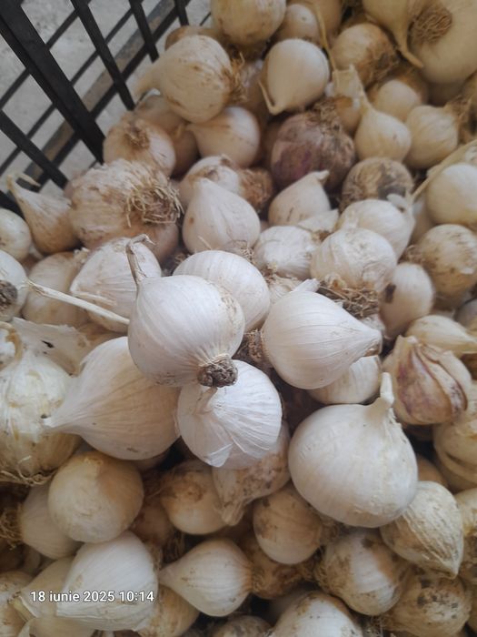 Samanta de baib si baib de consum