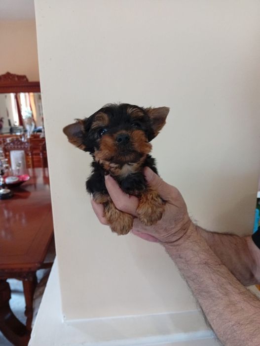 Yorkshire terrier mini