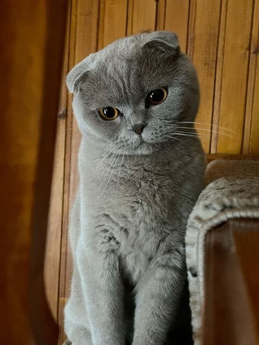 Scottish Fold sotiladi!!!