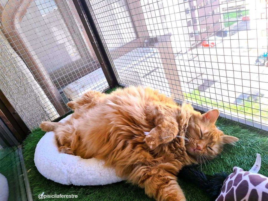 Plase metalice de protectie pentru pisici si insecte/custi/usi/balcon