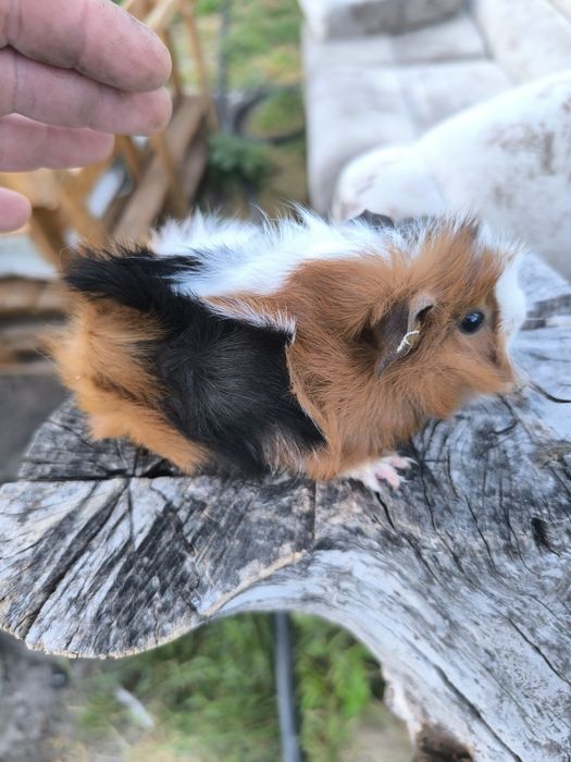 Малки морски свинчета