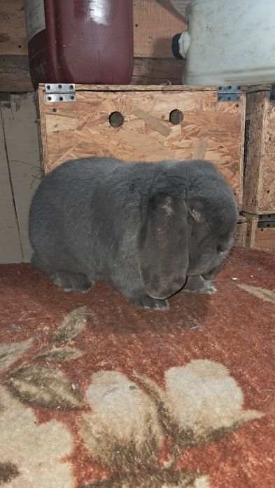 Vand mascul berbec german!