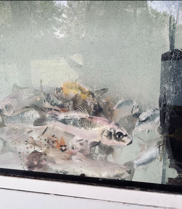 Pesti de iaz koi,Caras auriu