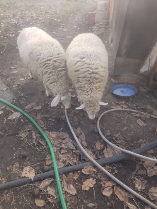 Продавам две овце