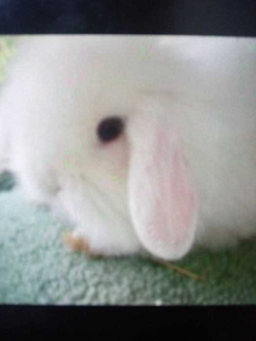 Iepuraș pitic mini lop de vânzare
