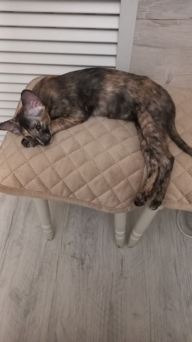 Продам ориентального котенка, девочку