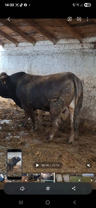 Taur Aubrac de vânzare
