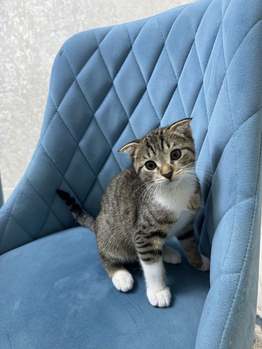 Продаю Котята Шиншиллы!