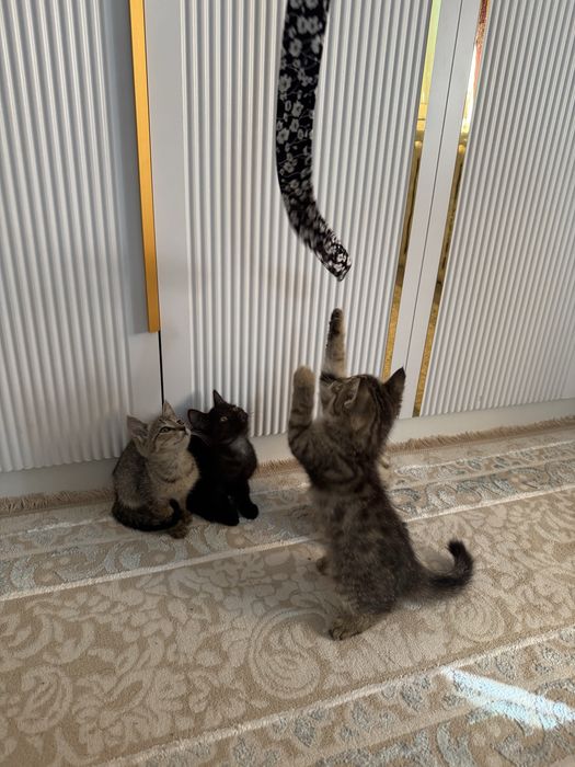 Отдам бесплатно котят