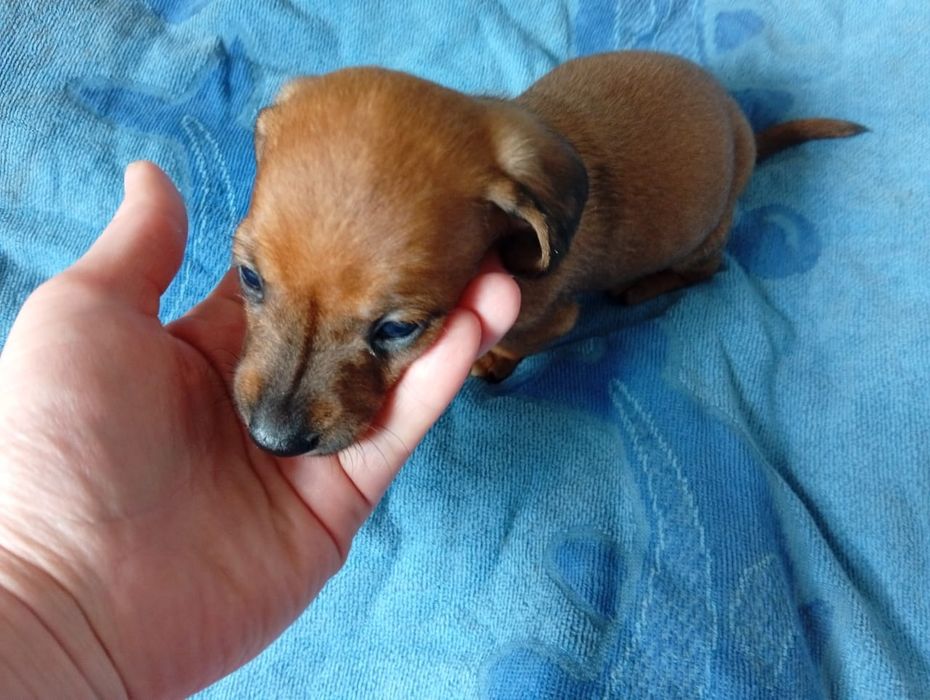 Бронь щенят таксы