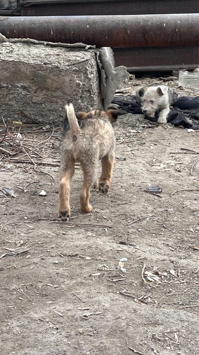 Красивые Щенки  (даром)