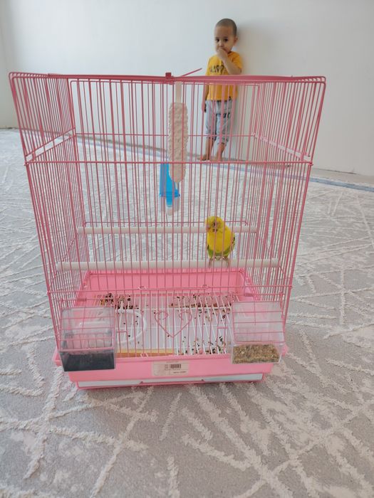 Продам папугай с кормом с витаминами