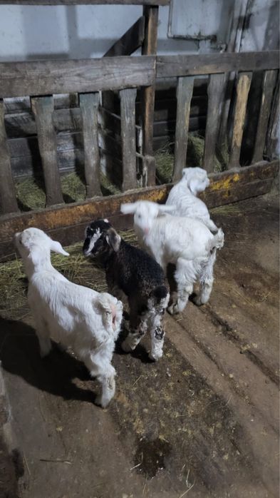 Продаю козлят 3 мальчика 1 девочка