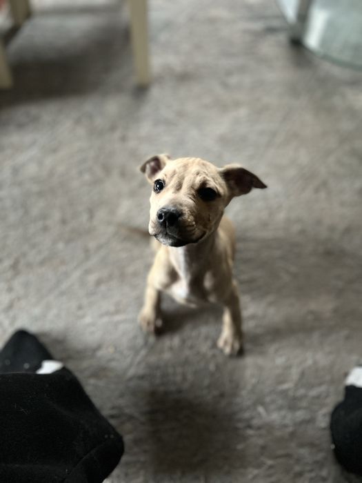 Сабака кабель питбуль