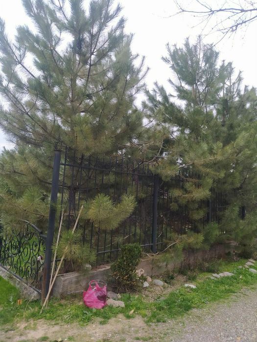 Продам дачу в горах Узбекистана