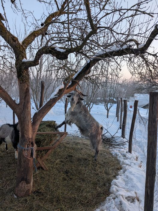doi țapi de vânzare