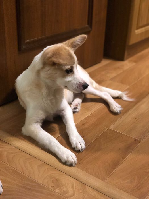 Отдадим собачку в хорошие руки