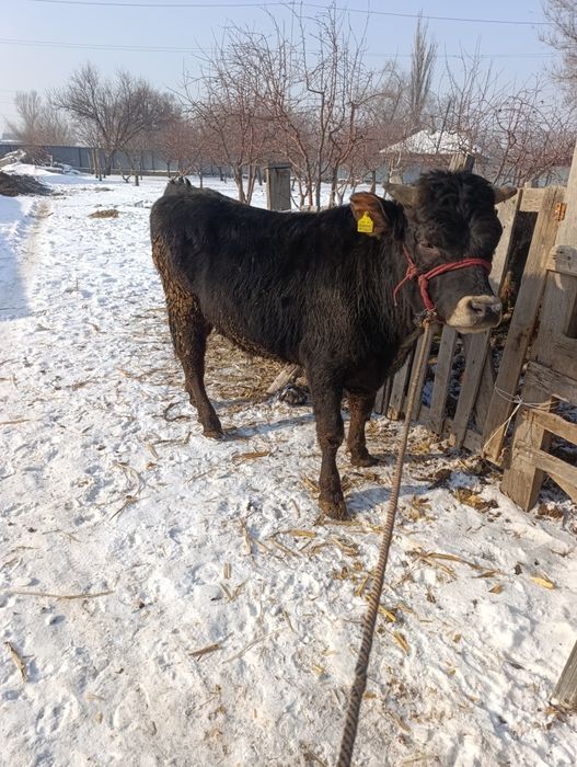 Продам бычка полтарашка.