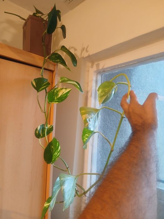 Vand floare cățărătoare de apartament epipremnum aureum