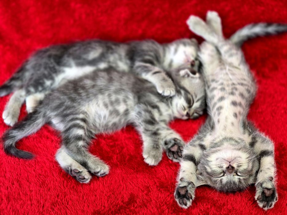 Котята вислоухие Scottish Fold