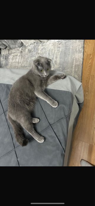 Породистые кошки