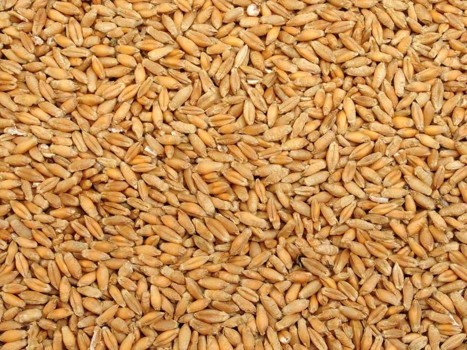 vand triticale si grau
