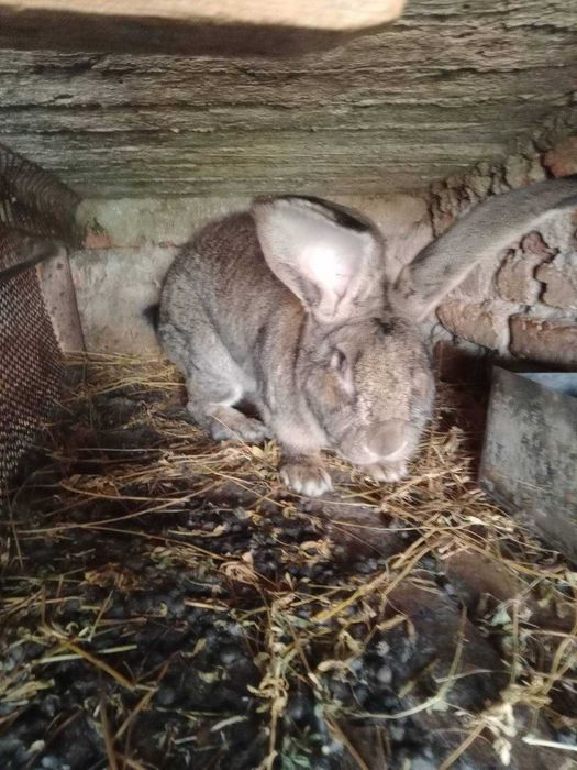 Домашни зайци за Великден