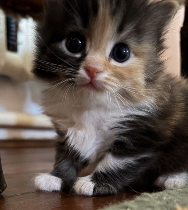 Бесплатно котята