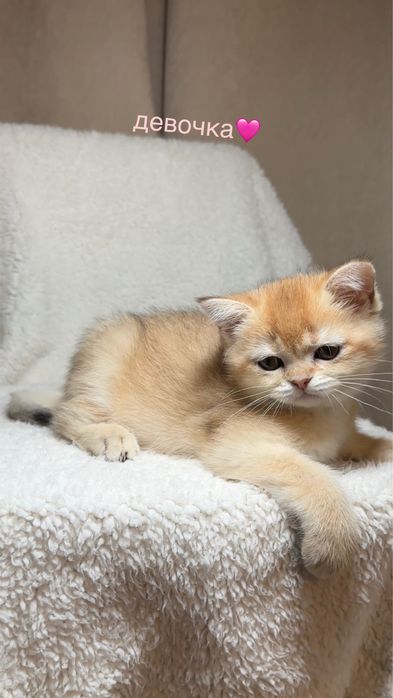продаются чистокровные котята