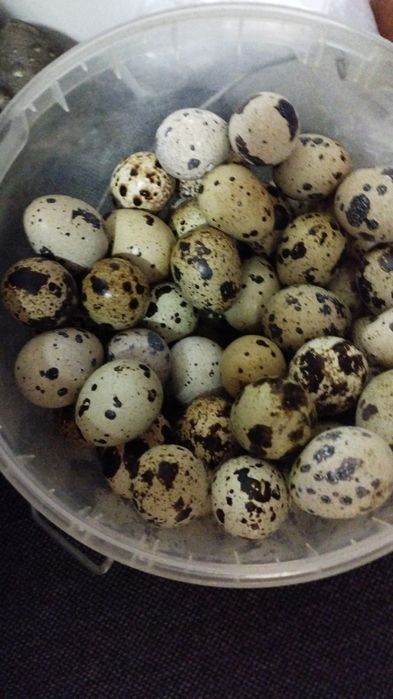 Бөдене (перепилинное) жұмыртқасы