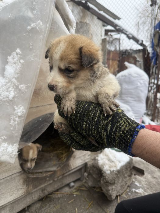 Отдалим щенков в добрые руки