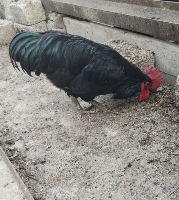 Хуроз, кора, зотли. Бир ёш