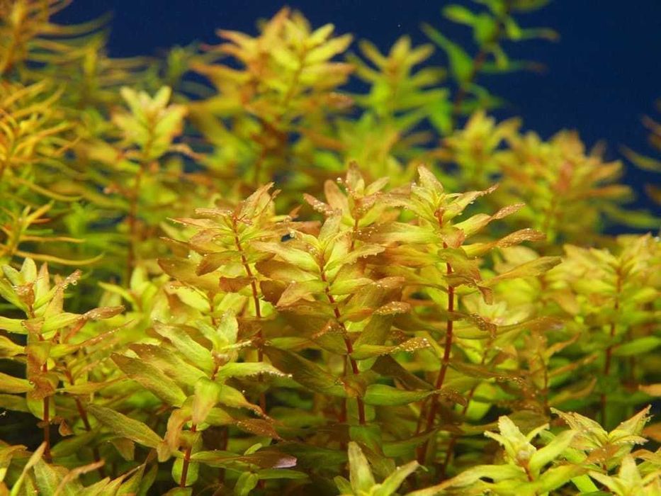 Аквариумные растения - Роталлы