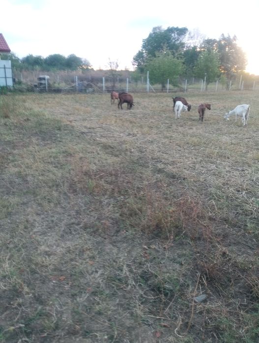 Țap și capre de vanzare
