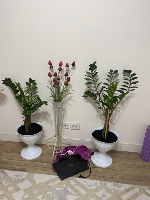 Комнатное растения