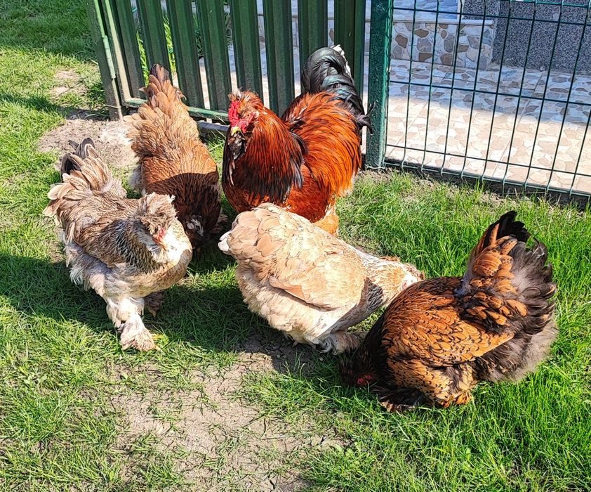 Matca de motate barboase deosebite