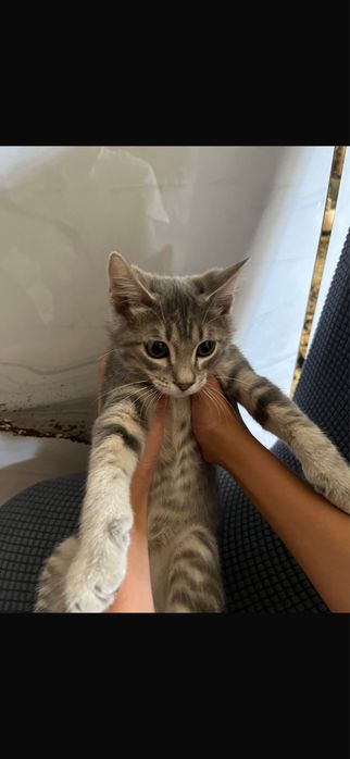 Кошка 3 месяц мальчик