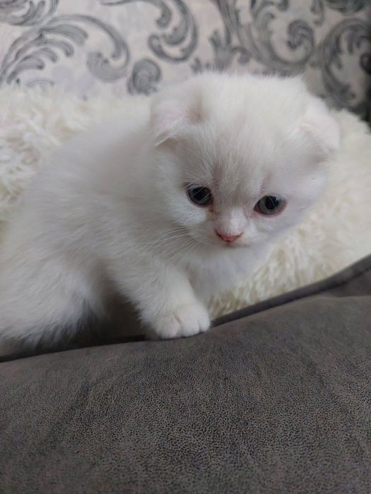 Продам скоттиш фолд девочку и мальчика