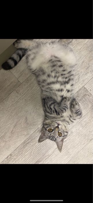 Продаем кота 10-11 месяцев британец