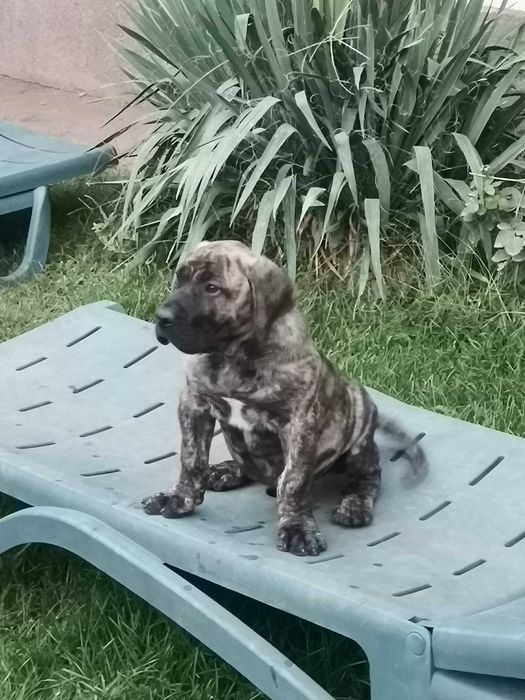 Vand mascul Presa Canario