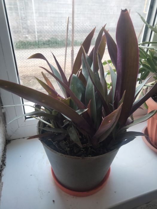 Продам комнатные цветы