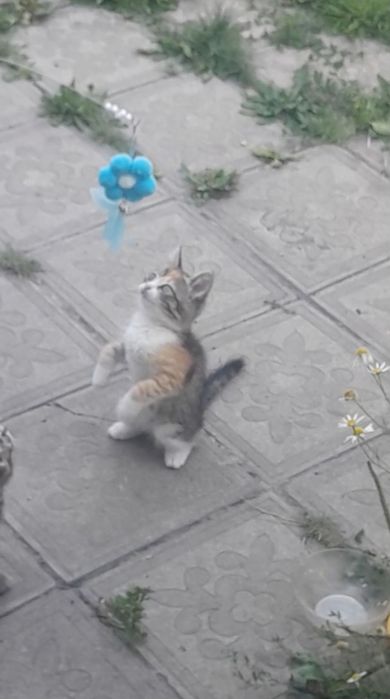 Отдам котёнка,девочку,очень смышлённая
