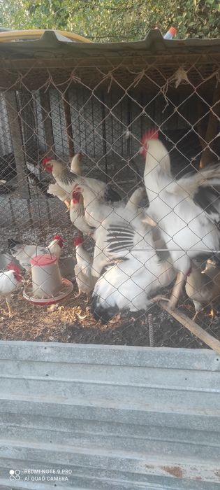 Продам только петухи