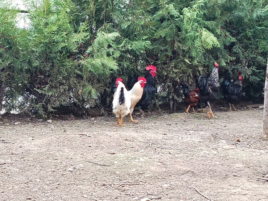 Qora Shahzoda ho'rozlari Xan Xyap ho'rozlari Adler serebro ho'rozlari