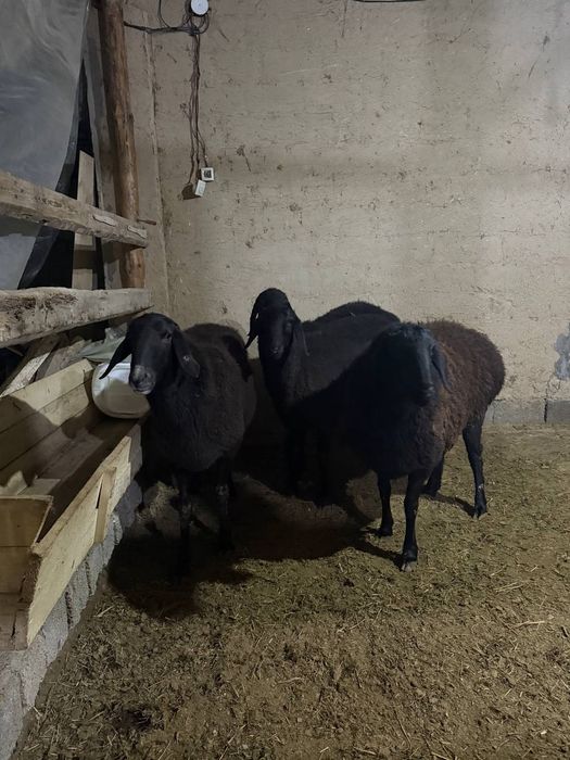 Surxondaryo xusori qoylari