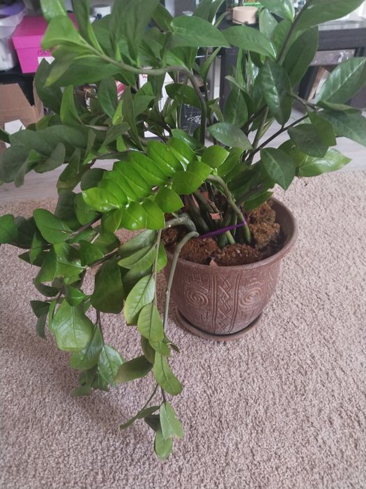 Замиокулькас растение