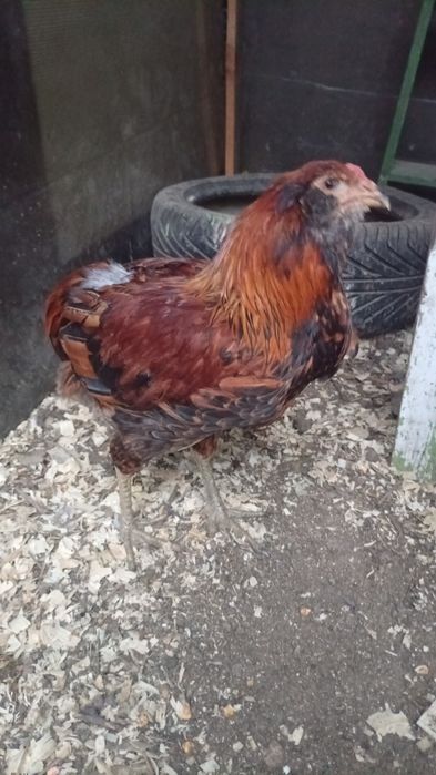 Araucana familii