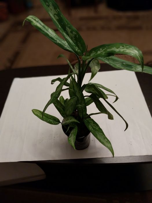 Продам комнатные цветы Аглоанема.