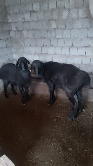 Қошқар/Кошкар сатылады