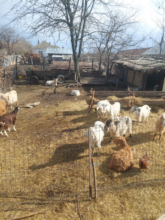 Vând 12 Capre cu ieji